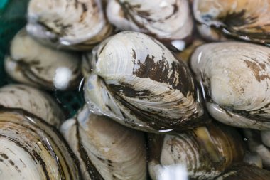 hokkigai kabuğu (sakhalin sörf istiridye) , japon bivalve