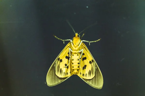 Borboleta Monarca Copo — Fotografia de Stock