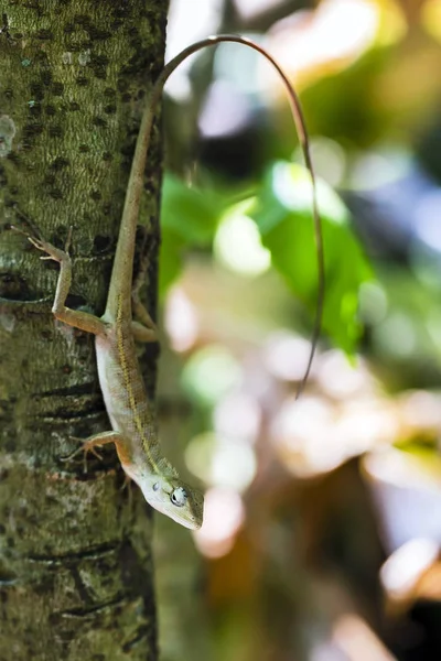 Lagarto Jardín Cerca Árbol —  Fotos de Stock