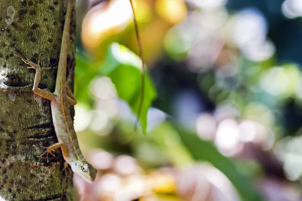 Lagarto Jardim Perto Árvore — Fotografia de Stock