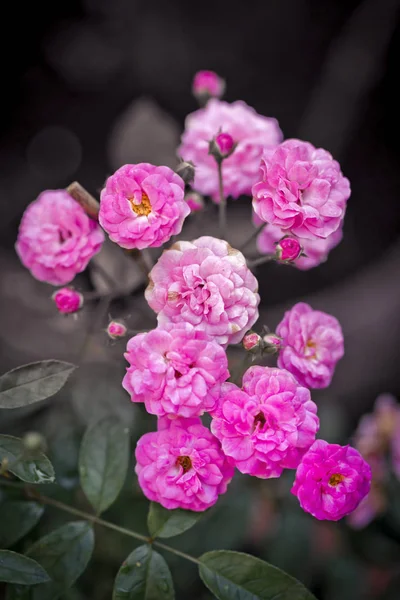 Las Rosas Rosadas Acercan Contexto —  Fotos de Stock