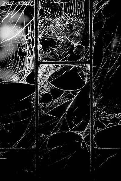 Spider Web Cobweb Closeup Background — Stock Photo, Image