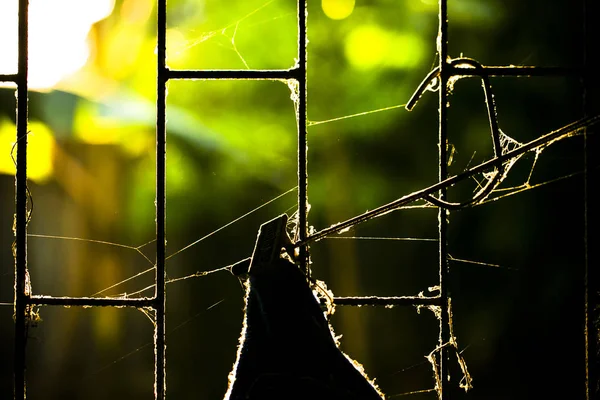 거미집 거미줄 배경을 — 스톡 사진