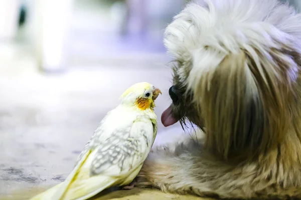 Bir Bebek Cockatiel Yemek Için Bekle — Stok fotoğraf