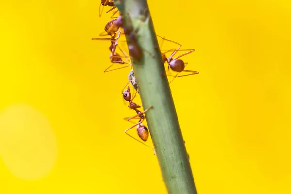 베짜는 개미들은 개미들과 먹이를 먹는다 — 스톡 사진