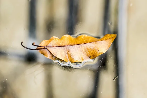 Air Tetes Daun Hijau Segar — Stok Foto