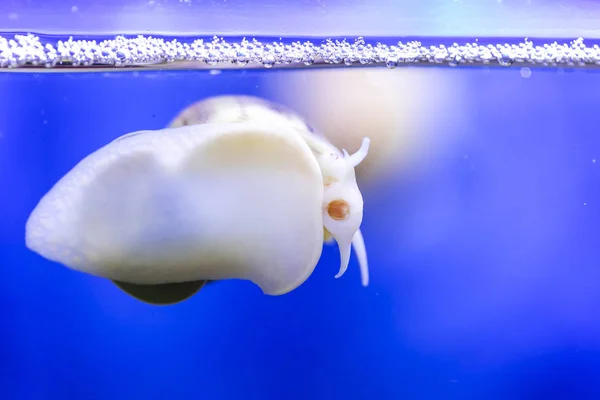 달팽이 — 스톡 사진