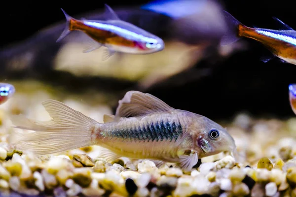 Peixe Gato Gênero Corydoras Aquário Perto — Fotografia de Stock