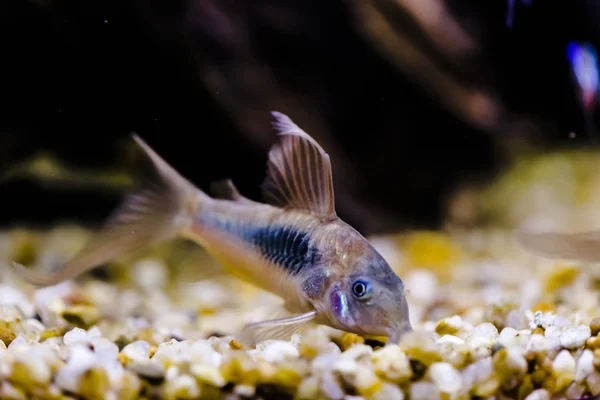 Peixe Gato Gênero Corydoras Aquário Perto — Fotografia de Stock