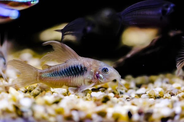 Peixe Gato Gênero Corydoras Aquário Perto — Fotografia de Stock