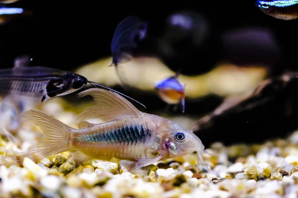 Peixe Gato Gênero Corydoras Aquário Perto — Fotografia de Stock