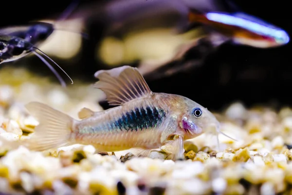 Peixe Gato Gênero Corydoras Aquário Perto — Fotografia de Stock