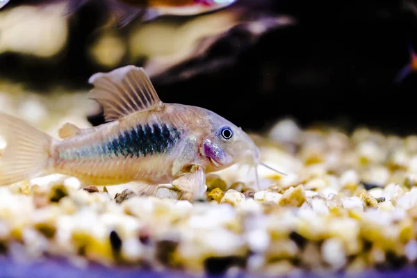 Peixe Gato Gênero Corydoras Aquário Perto — Fotografia de Stock