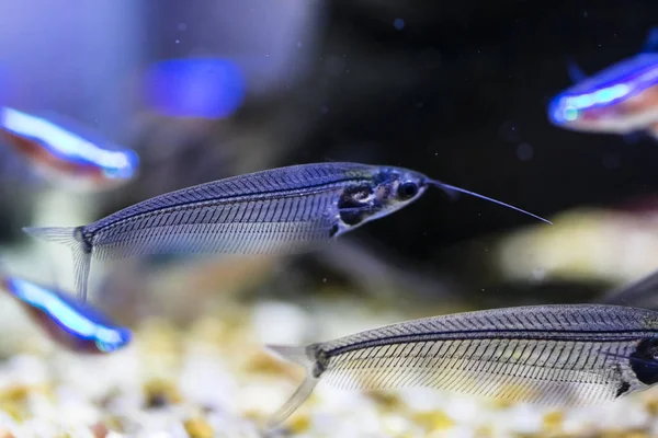 水族馆里的印度玻璃鲶鱼 — 图库照片