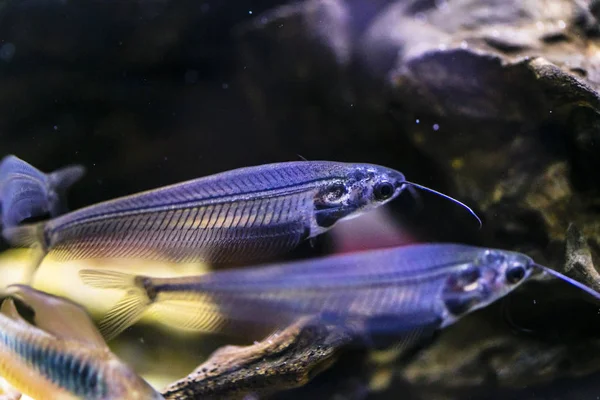 水族馆里的印度玻璃鲶鱼 — 图库照片