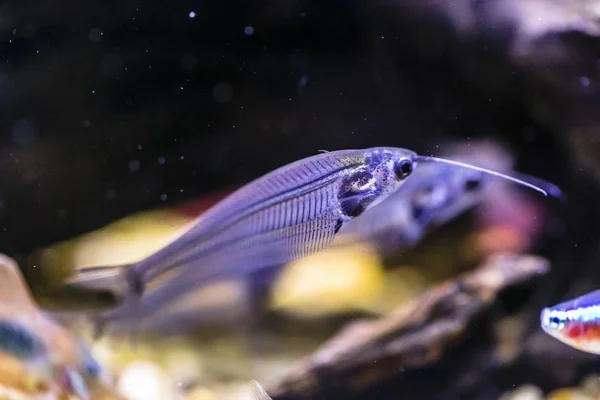 水族馆里的印度玻璃鲶鱼 — 图库照片