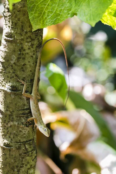 Garden Lizard Close Tree — Stock Photo, Image