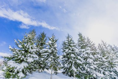 Parlak mavi bir günde kışın gökyüzü, dallar ve kar