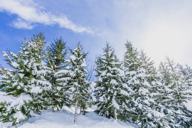 Parlak mavi bir günde kışın gökyüzü, dallar ve kar