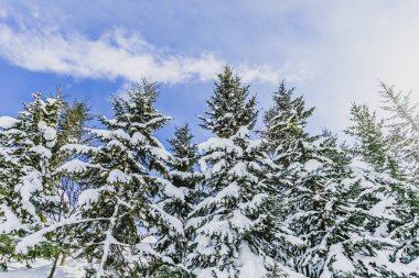 Parlak mavi bir günde kışın gökyüzü, dallar ve kar
