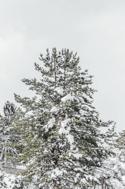Parlak mavi bir günde kışın gökyüzü, dallar ve kar