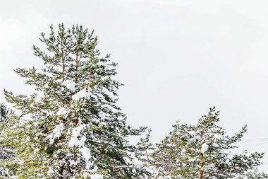 Parlak mavi bir günde kışın gökyüzü, dallar ve kar