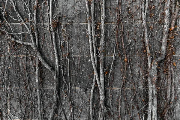 Tiro Uma Árvore Banyan Tailândia — Fotografia de Stock