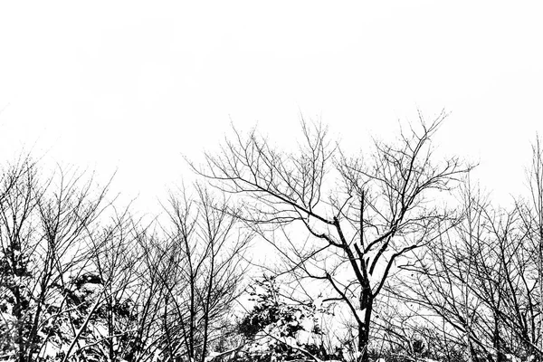 Himmel Zweige Und Schnee Winter Einem Strahlend Blauen Tag — Stockfoto