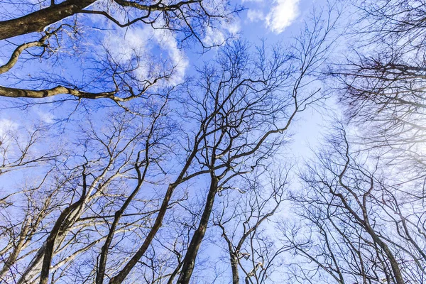 Céu Galhos Neve Inverno Dia Azul Brilhante — Fotografia de Stock