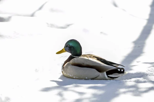 Karda Güzel Yaban Ördeği — Stok fotoğraf