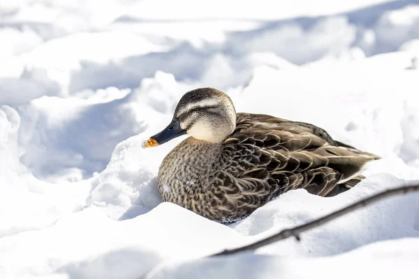Karda Güzel Yaban Ördeği — Stok fotoğraf