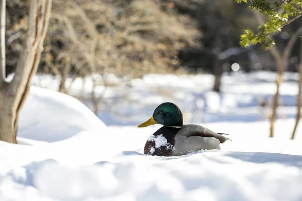 Schöne Stockente Auf Dem Schnee — Stockfoto