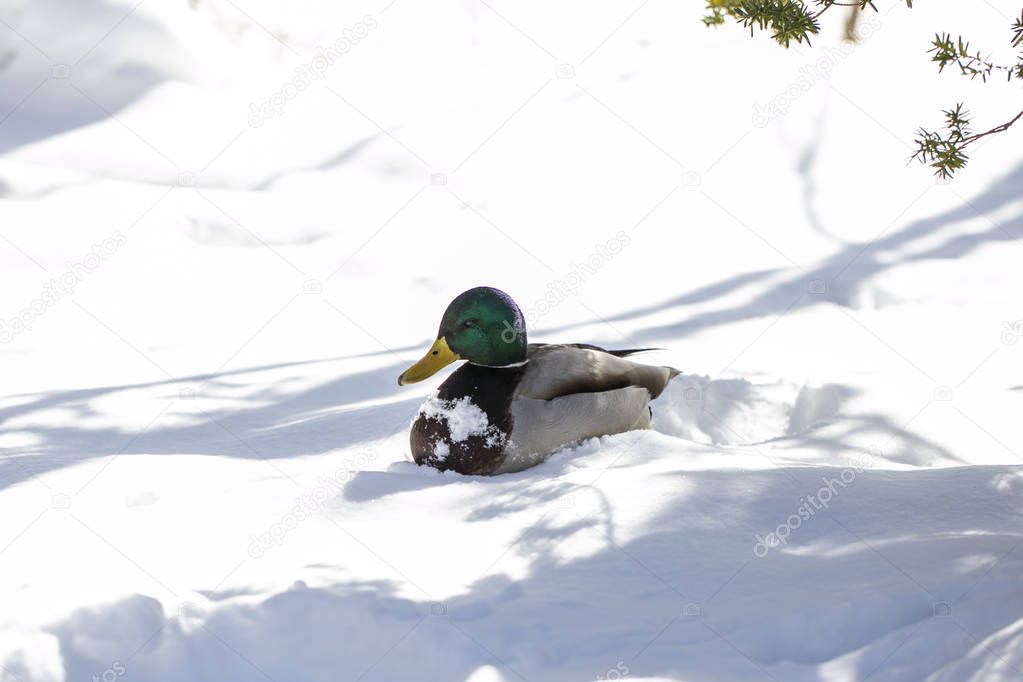 beautiful mallard duck on the  snow