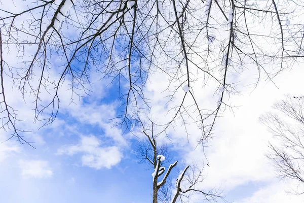 Himmel Zweige Und Schnee Winter Einem Strahlend Blauen Tag — Stockfoto