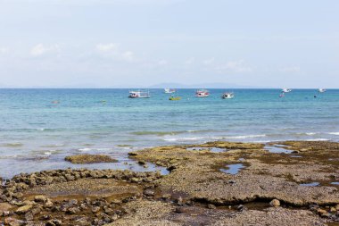 Metin için deniz kabukları ve kum
