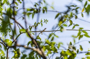 Bahçe kertenkele ağaç üzerinde kapat