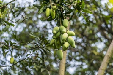 Olgun Alphonso Mangoları Meyvelerin Kralı