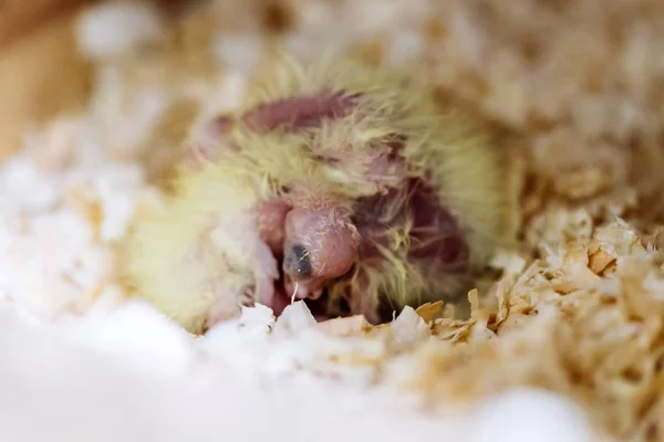 Bebê Cockatiel Espere Por Comida — Fotografia de Stock