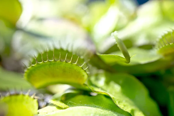 Green Dionaea Muscipula Known Flytrap Closeup — Stock Photo, Image