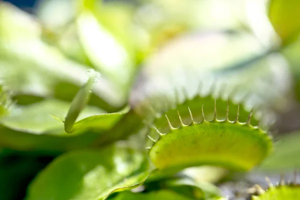 Green Dionaea Muscipula Conocida Como Mosquitera Primer Plano — Foto de Stock