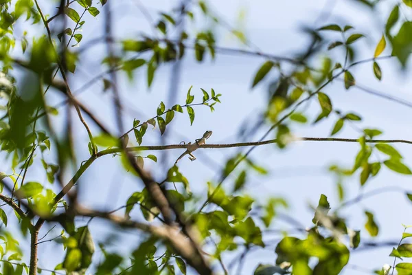 Bahçe kertenkele ağaç üzerinde kapat