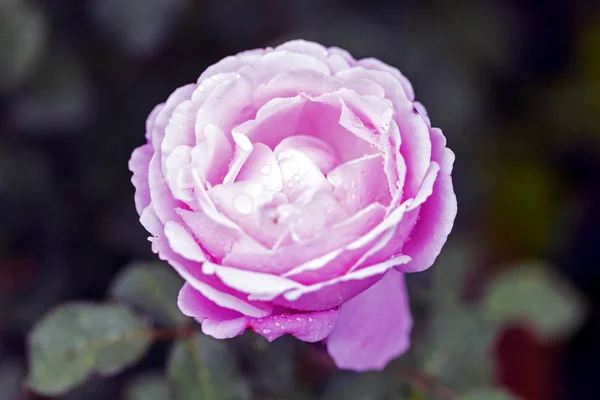 Hermosa Rosa Rosa Jardín —  Fotos de Stock