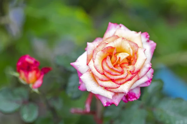 Hermosa Rosa Rosa Jardín — Foto de Stock