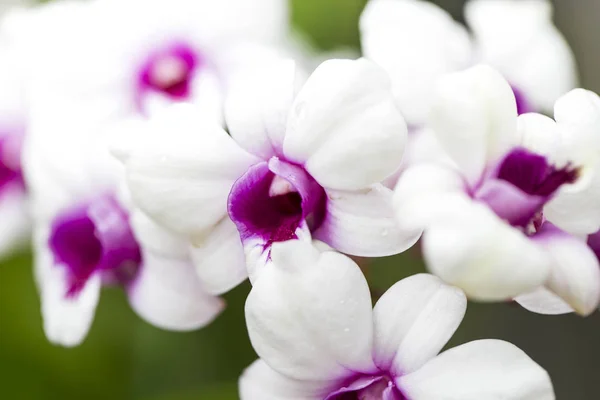 Odrůda Orchideje Zelené Zahradě — Stock fotografie