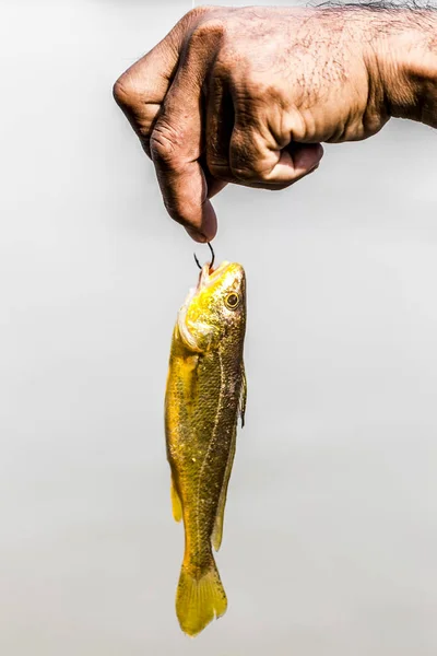 Ganchos Peixe Partes Peixe — Fotografia de Stock