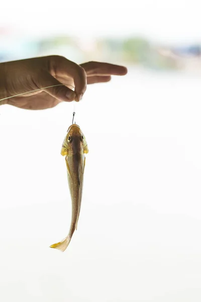 Ganchos Peixe Partes Peixe — Fotografia de Stock