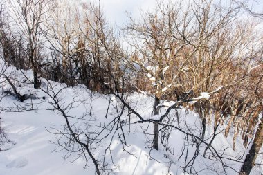 Gün batımında karla kaplı ağaç dalı