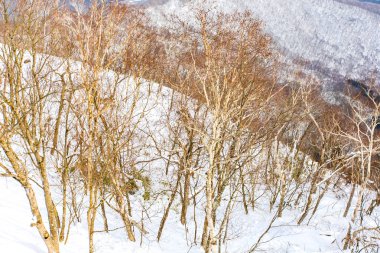 Gün batımında karla kaplı ağaç dalı