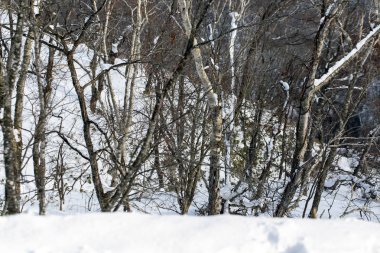 Gün batımında karla kaplı ağaç dalı