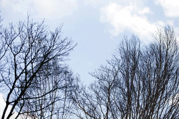 Snötäckt Trädgren Vid Solnedgången — Stockfoto